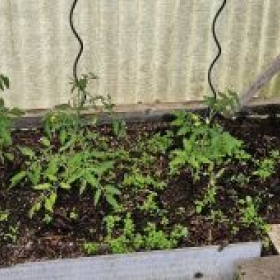Tomaten 2026-05-11 11.23.